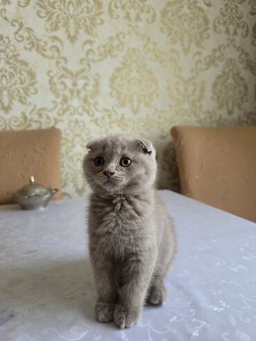 Pişiklər: Şotland yastı qulaq, Erkək, Dişi, Yaxşı əllərə, Ünvandan götürmə, Pulsuz çatdırılma, Ödənişli çatdırılma — 108