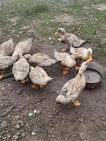 Ördəklər: 1 dene 1 illiy krasnadar dişi 25 manat 15 dene pekin ördey 10 — 4