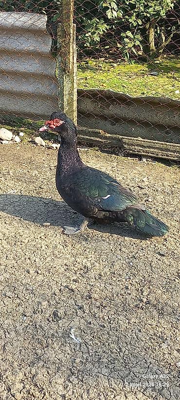 Ördəklər: Erkək, | Lal ördək, Ətlik — 11