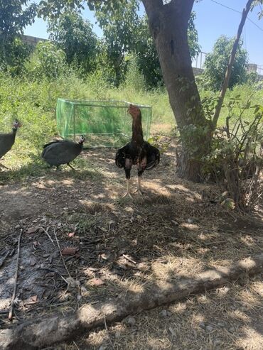 bece: Xoruz, Heyratı, il: 1