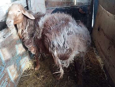 Баран, овца: Продаю | Овца (самка) | Романовская | Для разведения | Матка — 11