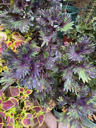 Другие виды семян и саженцев: Колеусы есть в стаканчиках и большие — 15