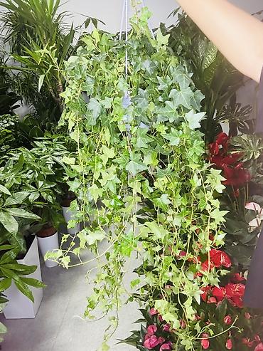 Плющ (Hedera helix) в подвесном кашпо - Ампельное комнатное растение