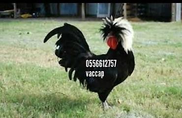 Toyuqlar: Toyuq, Ətlik -da lalafo.az — 14 Toyuqlar: Toyuq, Ətlik — 14