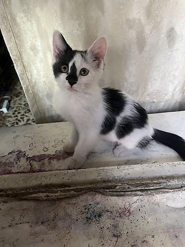 кошка мальчик: 4 месяца, Мальчик, Приучена к лотку, Проглистована — 3