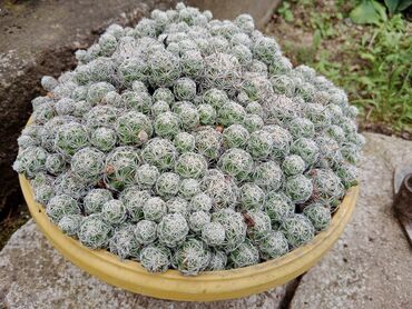 Kaktus: Kaktusi mali prodaja po saksiji 3000 din jedna saksija ostala Na komad