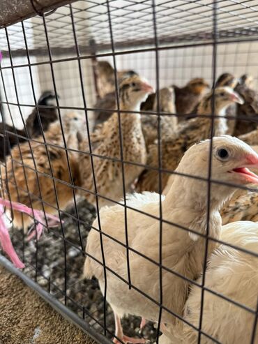 комбикорм для кур несушек: Продаю перепелок несутся