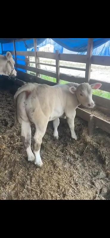 Dana, buzov: Satılır: Ətlik buzov - Cinsə bənzər: ağ rəngli, ətlik istiqamətli -da lalafo.az — 1 Dana, buzov: Satılır: Ətlik buzov - Cinsə bənzər: ağ rəngli, ətlik istiqamətli — 1