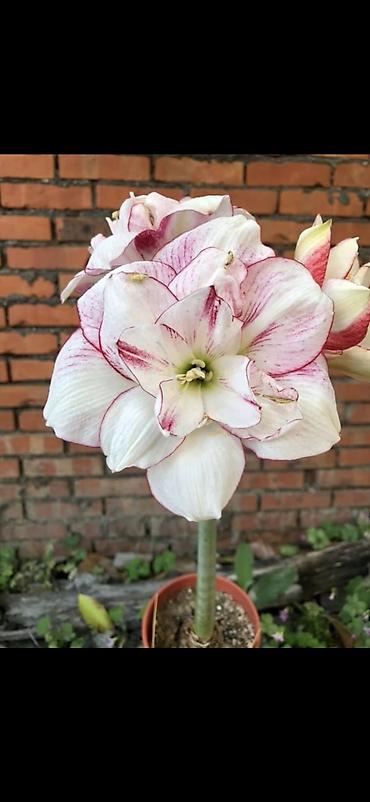 Digər bitkilər: Hippeastrum (Amarillis) soğanlı dekorativ çiçəklər – bir neçə rəng və — 7