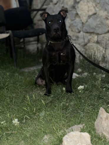 İtlər: Pitbul, 7 ay, Erkek, Peyvəndli, Ünvandan götürmə