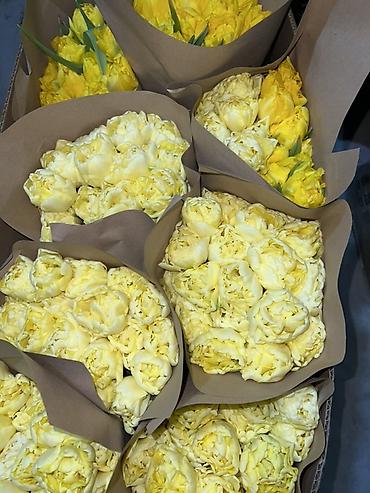 Букеты из живых цветов: Тюльпаны - Сорт: нежно-розовые тюльпаны с мягкой желтой каймой на — 15