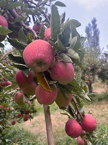 Яблоки: Яблоки Крипсон, Оптом — 14