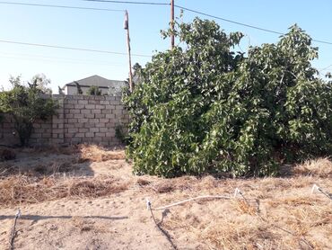 Torpaq sahələrinin satışı: 19 sot, Kupça (Çıxarış), Texniki pasport -da lalafo.az — 3 Torpaq sahələrinin satışı: 19 sot, Kupça (Çıxarış), Texniki pasport — 3