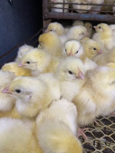 витамины для животных: Продаю | Цыплята