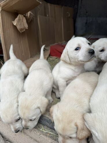 Продажа собак: Щенки светлого окраса лабрадоров/ретриверов 4 мальчика, 3 девочки У — 4