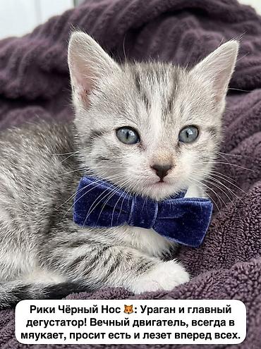 кунажын бишкек: Бишкек!!!! Три очаровательных котенка ищут дом 🐾 Дома уже 2 кошки и — 4