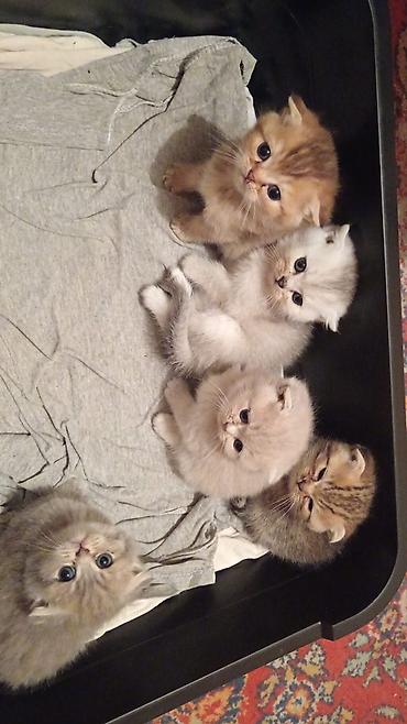 Pişiklər: Şotland yastı qulaq — 8