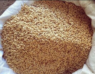 дыня оптом: Ячмень пшеница кукуруза овёс Отруби Зерно смесь оптом продаём сх Зерно