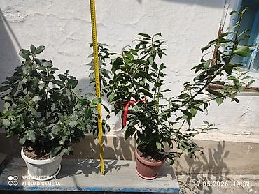 цветы комнатне: Комнатные лавровые растения в горшках (2 экземпляра). Описание: - — 1