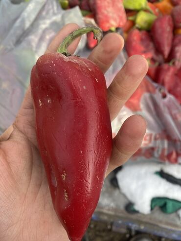 яйцо перепелы: Перец Сладкий, Оптом