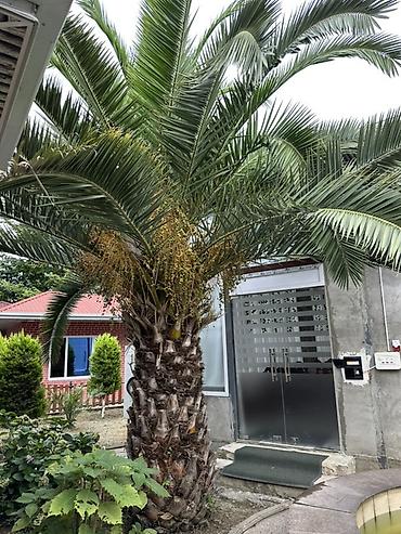 paulownia agaci: Razilasma Yolu Ile 2.60 cm Xurma (xurma xurması) palmı – iri — 4