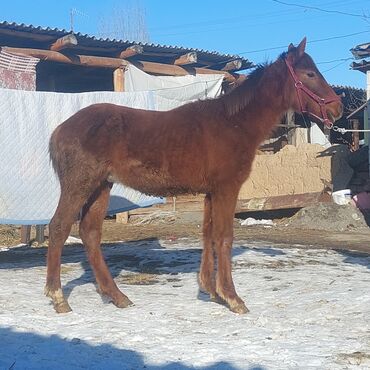 тай лошад: Продаю | Жеребенок