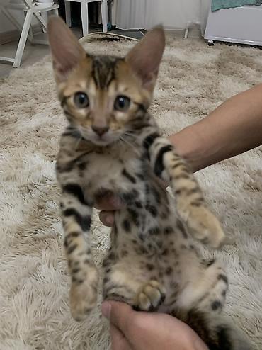 куплю породистого котенка: Бенгальская, 3 месяца, Мальчик, Приучена к лотку — 1