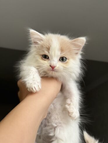 шотландская прямоухая: Кошка даром: Скотиш Страйт (Шотландская прямоухая), 3 месяца, Мальчик, Приучена к лотку, Проглистована