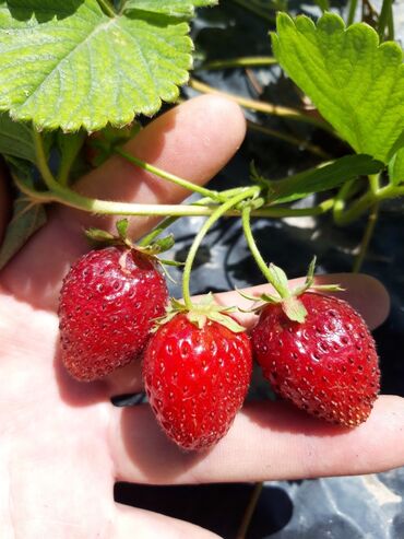 купить садовую тележку: Продаю усики клубники сорта "Монторея". Очень вкусные. Цена