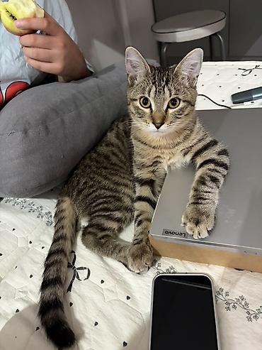 купить бенгальскую кошку: Бенгальская, 6 месяцев, Мальчик, Кастрирована, Метис, Приучена к лотку — 3