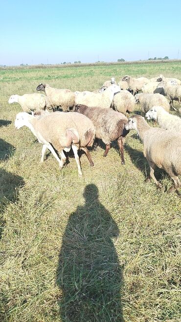 Qoyunlar, qoçlar: Qoyun sürüsü – ət və süd istiqamətli yerli cinslər - Şəkillərdə geniş -da lalafo.az — 9 Qoyunlar, qoçlar: Qoyun sürüsü – ət və süd istiqamətli yerli cinslər - Şəkillərdə geniş — 9