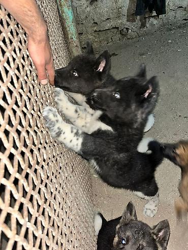 Köpək balaları – qara-ağ rəngdə, bədənində xallı pəncələr və ağ quyruq lalafo.az -da Köpək balaları – qara-ağ rəngdə, bədənində xallı pəncələr və ağ quyruq