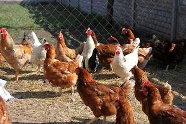 в какой приют можно отдать собаку: Г.Ош продаю куры цыплята по 350 сом яйично -мясная порода, цыплята