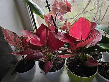 Декабристы: Зигокактус (рождественник, шлюмбергера) штамбовой формы в горшке. - — 4