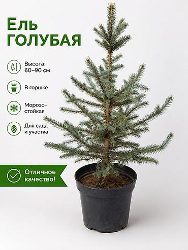 Голубая ель. рост около 1м, всё целое будет расти вверх. Декоративное at lalafo.kg Голубая ель. рост около 1м, всё целое будет расти вверх. Декоративное