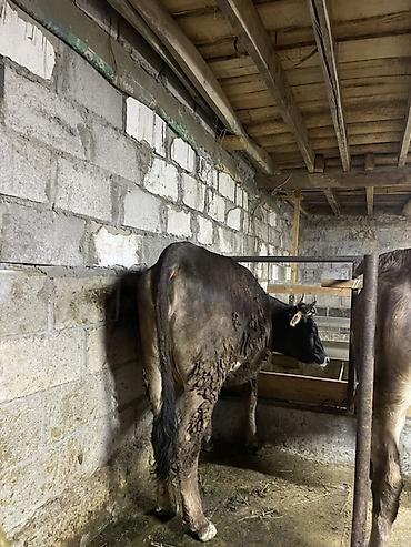 Коровы, быки: Продаю | Корова (самка) | Для молока | Привязанные at lalafo.kg — 4 Коровы, быки: Продаю | Корова (самка) | Для молока | Привязанные — 4