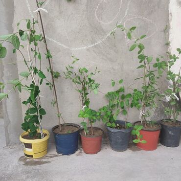 Комнатные растения: Jasmin gülü bir ədədi 10m