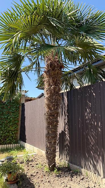 təbii yolka ağacı: 3 metrlik Dekorativ Palma Satılır (Trachycarpus fortunei) Sağlam və — 3