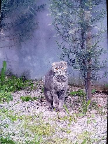 norka heyvan: Şotland, Dişi, Cütləşmə üçün, Pulsuz çatdırılma — 1
