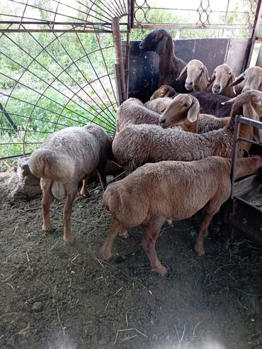 Бараны, овцы: Продаю | Ягненок, Баран (самец) | Арашан | Для разведения