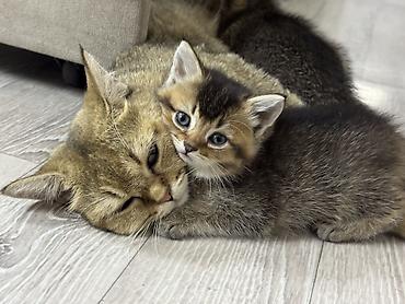 шотландский вислоухий котенок: Шотландские вислоухие котята (Scottish Fold) Два мальчика и две — 7