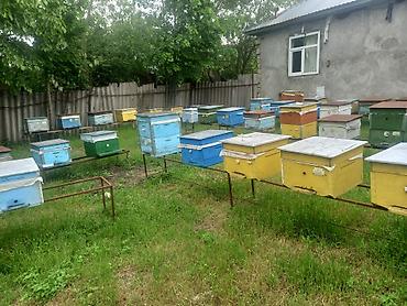 heyvanların sexsi: Arı ailələri satılır. qiymət razılaşma yolu ilə. əlavə məlumat üçün — 6