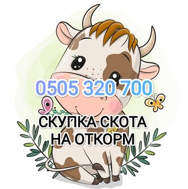 продаю лошади: Куплю | Коровы, быки, Лошади, кони | На откорм, Бесплатная доставка