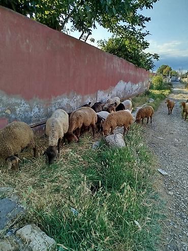 ereb kecileri: Dişi, Alpine, il: 1, Damazlıq, Südlük, Ətlik, Ünvandan götürmə — 3