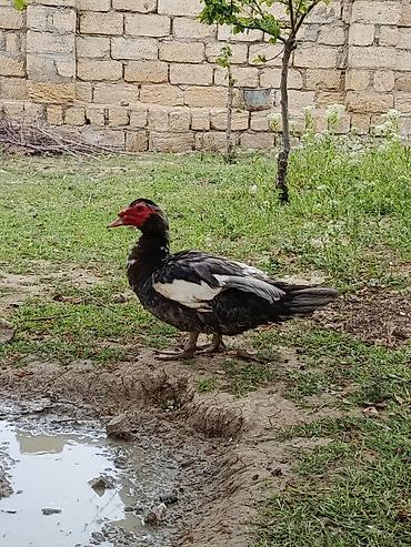 Ördəklər: Erkək, | Lal ördək, Damazlıq — 10