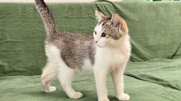 шотландская мраморная кошка: Скотиш Страйт (Шотландиялык тик кулактуу), 3 айлык, Ургаачы, Биколор, Лотокко барууга үйрөтүлгөн