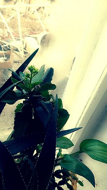 Отдам даром: Цветы от 50 сом и выше — 11