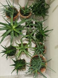 helba bitkisi faydaları: Aloe vera