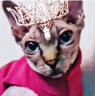 Pişiklər: Sfinks — 1