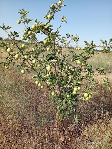 Продажа домов: Дача, 300 м², 2 комнаты, Собственник — 7